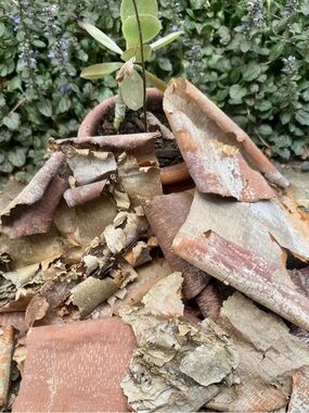Beautifully Textured Natural River Birch Bark